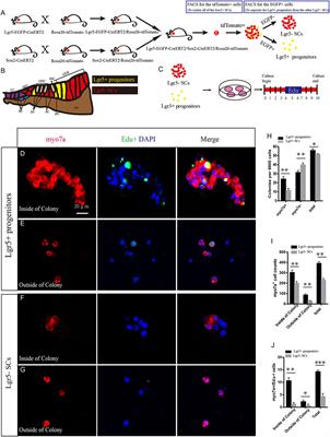 Characterization of the Transcriptomes of Lgr5+ Hair Cell Progenitors and Lgr5- Supporting Cells in the Mouse Cochlea